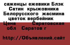 саженцы ежевики Блэк Сатин, крыжовника Белорусского, жасмина, цветок вербейник,  › Цена ­ 180 - Саратовская обл., Саратов г.  »    